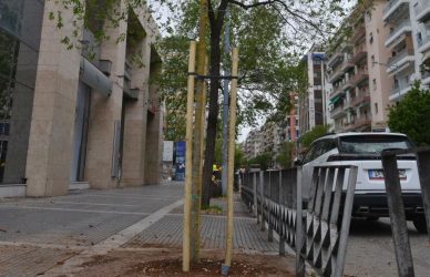 Θεσσαλονίκη: Με γοργούς ρυθμούς η αντικατάσταση των δέντρων στην Τσιμισκή (ΦΩΤΟ)