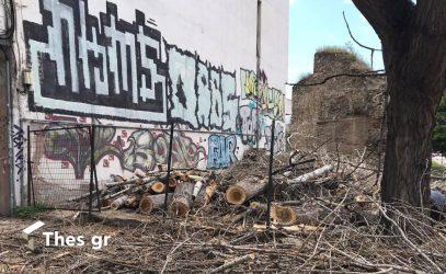 Εκοψαν τεράστια δέντρα στο κέντρο της Θεσσαλονίκης (ΒΙΝΤΕΟ & ΦΩΤΟ)