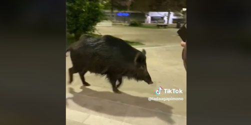 αγριογούρουνο βόλτα πάρκο Τριανδρία