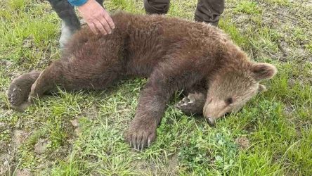 Φλώρινα: Νεαρό αρκουδάκι παγιδεύτηκε σε συρμάτινη θηλιά