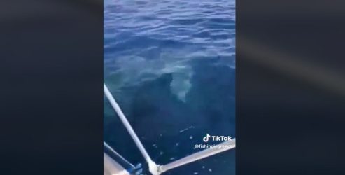 Λακωνία: Σοκαριστικό βίντεο με καρχαρία έξι μέτρων να κολυμπάει δίπλα σε βάρκα