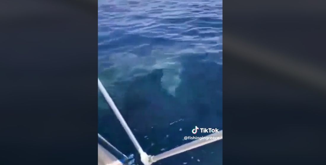 καρχαρίας Λακωνία κολυμπούσε δίπλα σε βάρκα