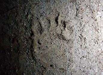 Χαλκιδική: Αναστάτωση στον Ταξιάρχη από πιθανή εμφάνιση αρκούδας (ΦΩΤΟ)