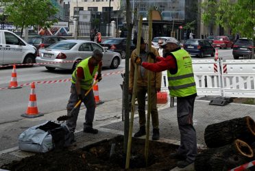 Θεσσαλονίκη: Τοποθετήθηκαν νέα δέντρα στην Τσιμισκή (ΦΩΤΟ)