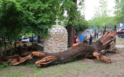 Λάρισα: Ξεριζώθηκε από τον αέρα το δέντρο που… έρεε αίμα – Προσέλκυε πλήθος πιστών (ΦΩΤΟ)