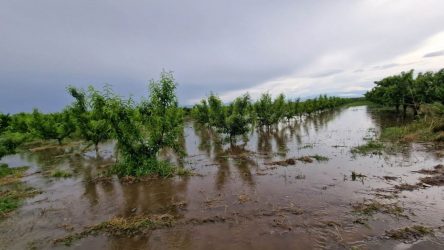 Πέλλα: “Βιβλική” καταστροφή στις καλλιέργειες –  Δεν έμεινε τίποτα σε 15000 στρέμματα με φρούτα (ΦΩΤΟ)