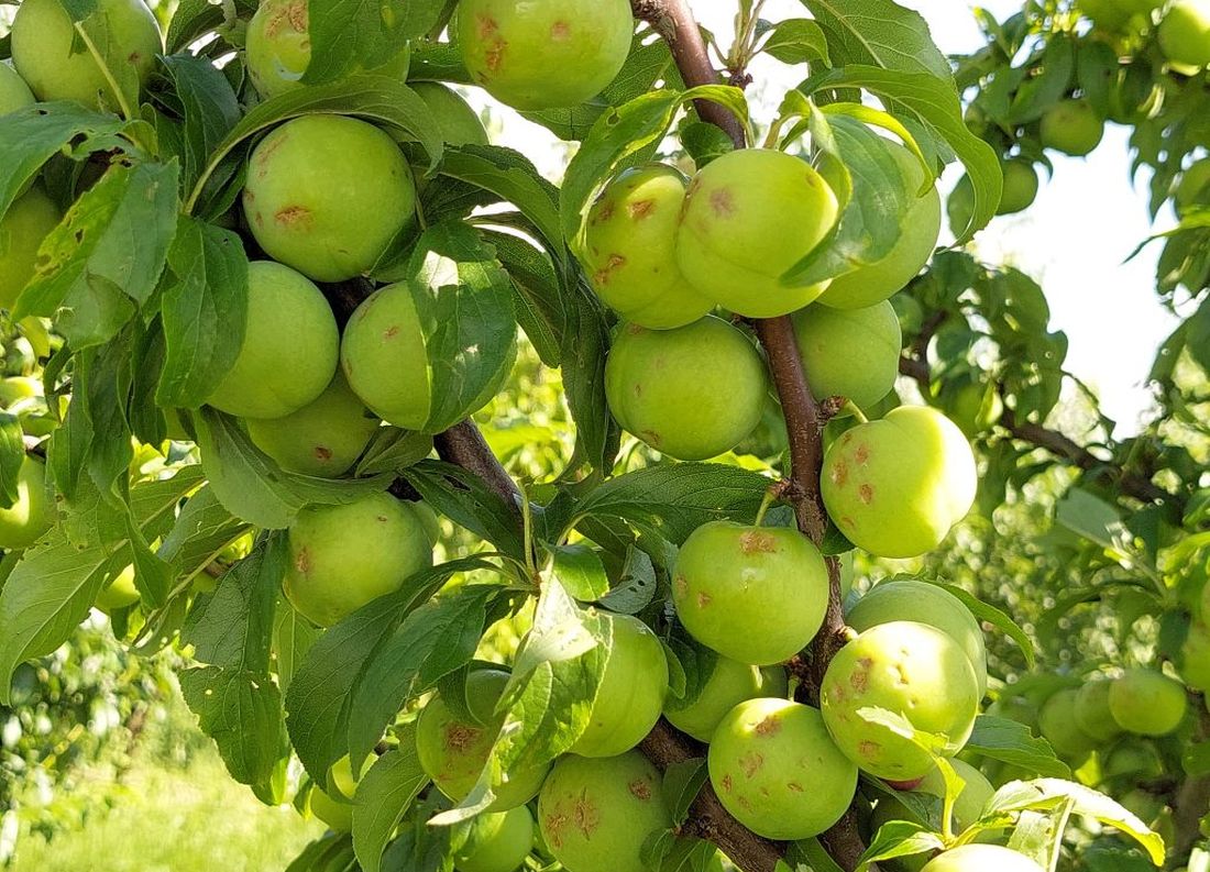 Πέλλα καλλιέργειες καταστροφές 