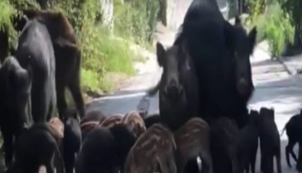 Θεσσαλονίκη: Πεινασμένα αγριογούρουνα βγήκαν βόλτα στο Πανόραμα (ΒΙΝΤΕΟ)