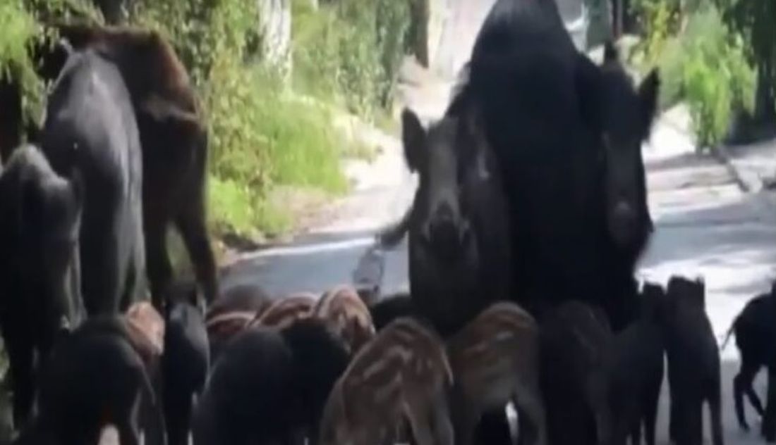 αγριογούρουνα Πανόραμα Θεσσαλονίκης