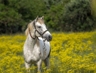 Φοράδα γέννησε δίδυμα σε φάρμα στις Σέρρες – Σπάνιο φαινόμενο 