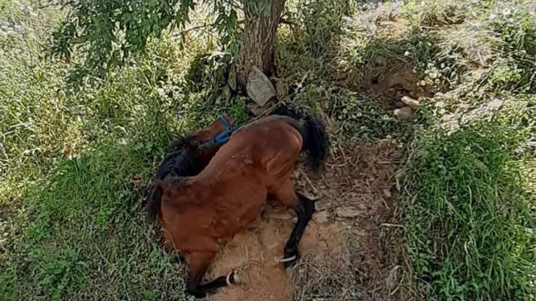 κρεμασμένο άλογο Τζια