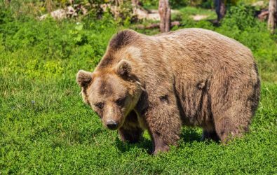 Αρκούδα στην Κοζάνη σκότωσε 90 κότες σε κοτέτσι (ΒΙΝΤΕΟ)