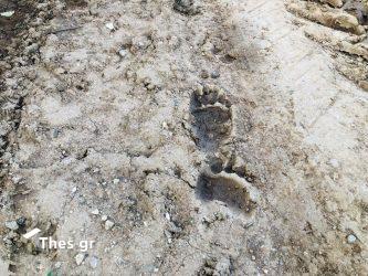 Χαλκιδική: Αρκούδα έκανε τη “βόλτα” της στον Ταξιάρχη – Προκάλεσε ζημιά σε κήπο (ΦΩΤΟ)