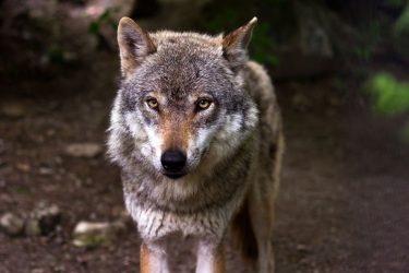 Εντοπίστηκαν 70 λύκοι στις περιοχές γύρω από τη Θεσσαλονίκη (ΒΙΝΤΕΟ)