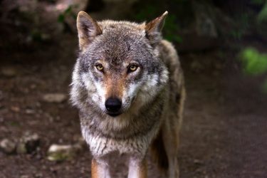 Θεσσαλονίκη: Αγέλη λύκων εγκαταστάθηκε έξω από το Φίλυρο