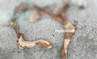 Αρκούδες επιτέθηκαν σε κτηνοτροφική μονάδα στην Χαλκιδική