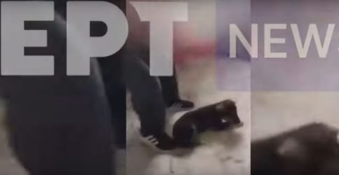 Σοκ στις Σέρρες: Ανήλικος κακοποιούσε κουτάβι και το μαγνητοσκοπούσε (σκληρές εικόνες)