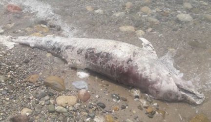 Ξεβράστηκε νεκρό δελφίνι στην Χαλκιδική