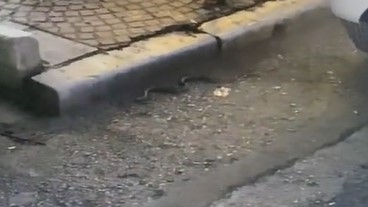 Θεσσαλονίκη: Αναστάτωση με φίδι που εμφανίστηκε στην Τσιμισκή (ΒΙΝΤΕΟ)