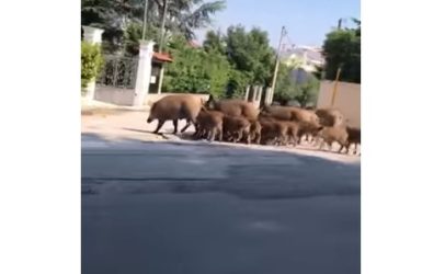 Θεσσαλονίκη: Αγριογούρουνα βγήκαν για βόλτα στο Πανόραμα (ΒΙΝΤΕΟ)