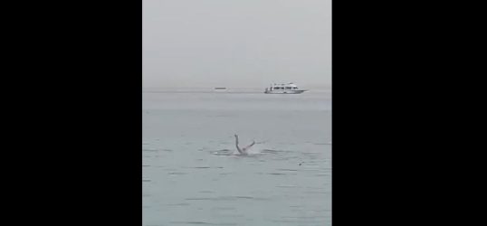 Αίγυπτος επίθεση καρχαρία