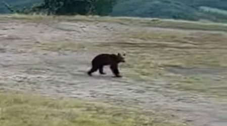 “Αρκτούρος”: “Δεν έχει παγιδευτεί αρκούδα στο Φίλυρο Θεσσαλονίκης”