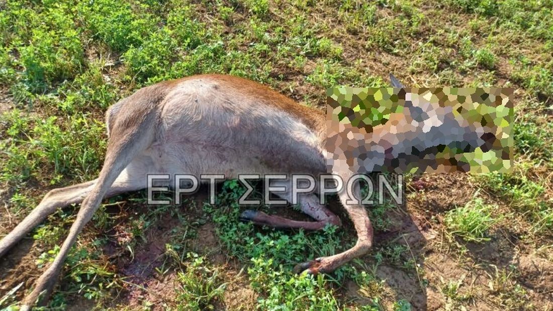 Σέρρες σκότωσαν ελάφια Κερκίνη