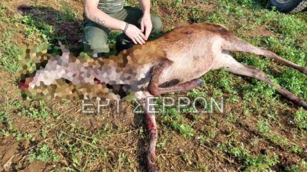 Σέρρες: Με σκάγια στο σώμα του εντοπίστηκε το ένα από τα τρία νεκρά ελάφια στην Κερκίνη