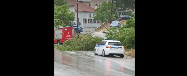 Φλώρινα: Δέντρο έπεσε στη μέση κεντρικού δρόμου λόγω κακοκαιρίας (ΒΙΝΤΕΟ)