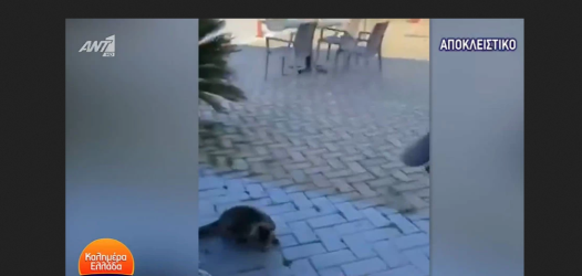 Κακοποίηση ζώου στη Θάσο: Τι αναφέρει η Πολιτική Προστασία για το περιστατικό