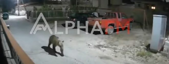 Αρκούδα πέρασε από σπίτια στην Καστοριά ψάχνοντας φαγητό (ΒΙΝΤΕΟ)