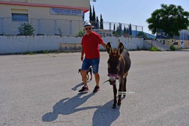 Απίστευτο: Αγρότης πήρε το γαϊδουράκι του και πήγε να ψηφίσει (ΒΙΝΤΕΟ)