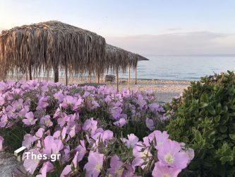 Πολύχρονο παραλία Χαλκιδική χερσόνησος Κασσάνδρας πρώτο πόδι καλοκαίρι διακοπές καιρος