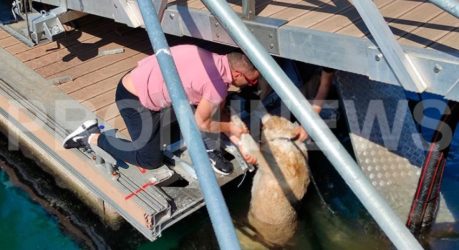 Καβάλα: Οργή για τον πεζό που κλώτσησε σκύλο και τον έριξε στη θάλασσα