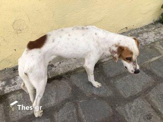 Κτηνωδία στις Σέρρες: Eριξαν φόλα στο σκυλί του δημάρχου Σιντικής