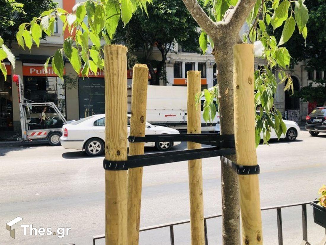 Θεσσαλονίκη Τσιμισκή αντικατάσταση δέντρων