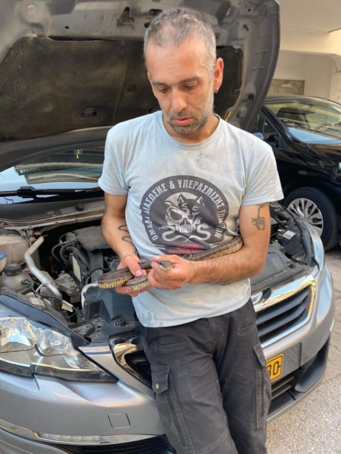 Θεσσαλονίκη φίδι αυτοκίνητο