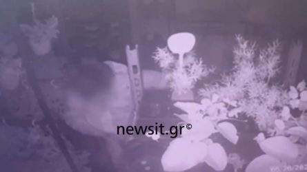 Θεσσαλονίκη: Βίντεο από την επιχείρηση άνδρα που “σήκωσε” φυτώριο (ΒΙΝΤΕΟ)
