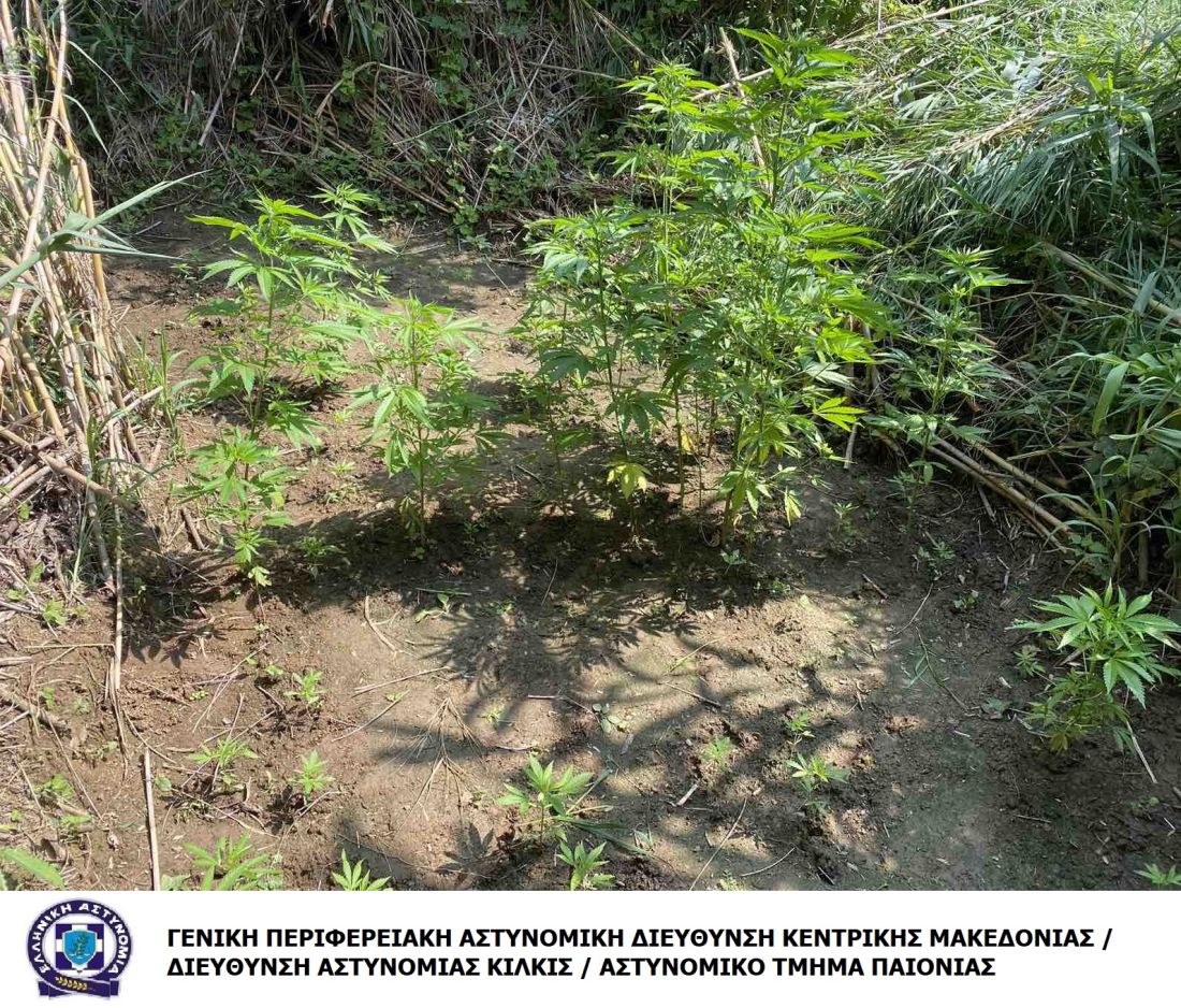 Θεσσαλονίκη δενδρύλλια κάνναβης