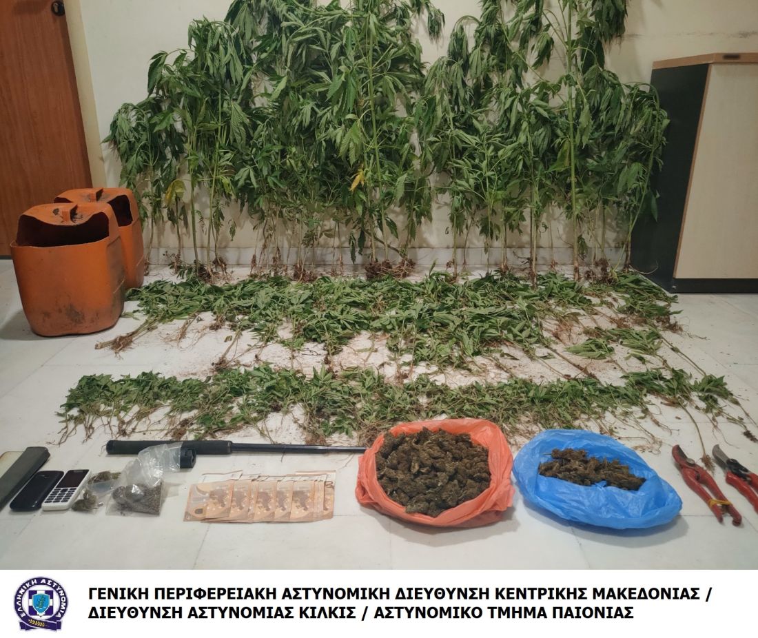 Θεσσαλονίκη δενδρύλλια κάνναβης