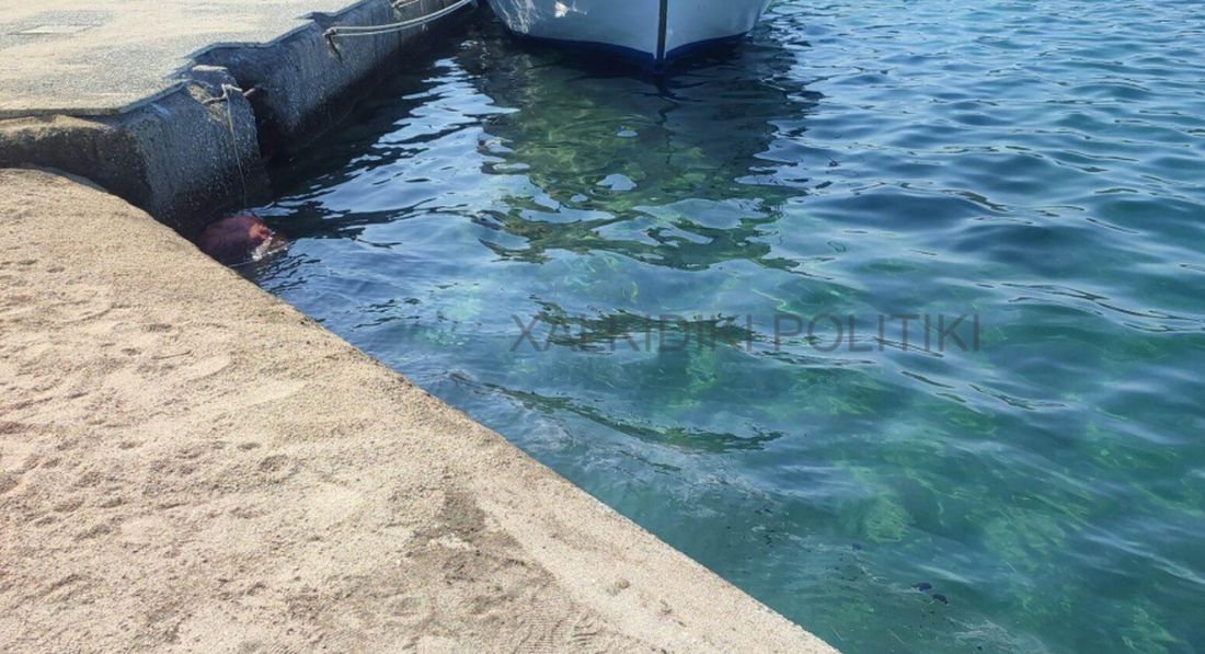 λάδια Χαλκιδική