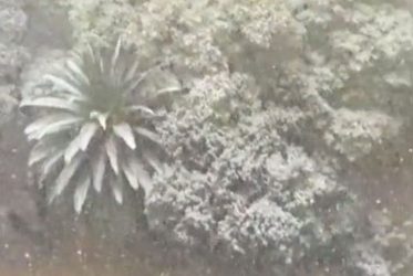 Νότια Αφρική: Χιόνισε για πρώτη φορά στο Γιοχάνεσμπουργκ μετά από 11 χρόνια (BINTEO)