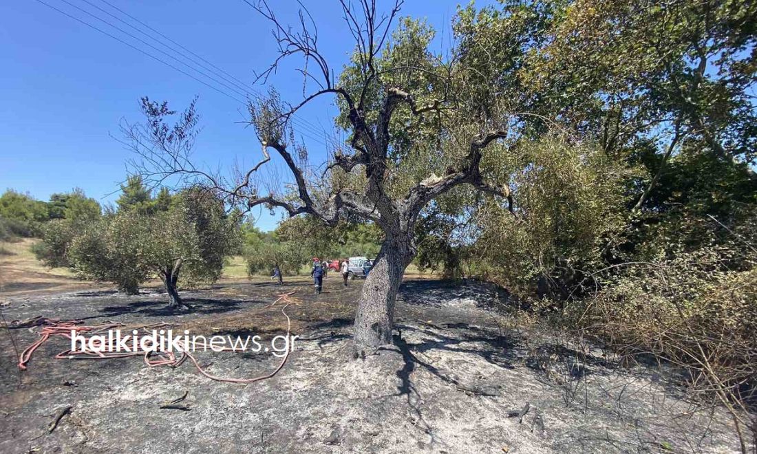 Χαλκιδική Νικήτη φωτιά