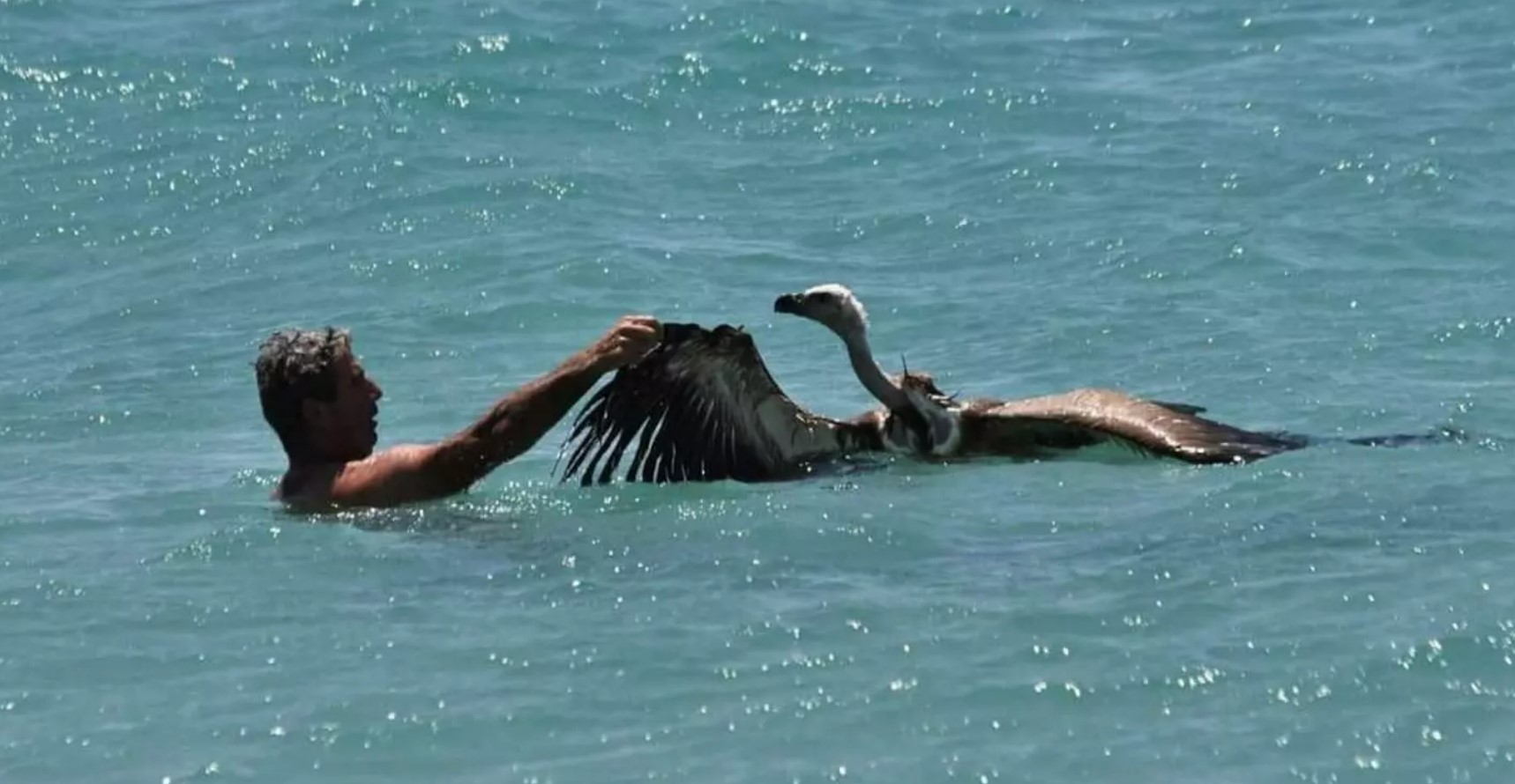 γύπας Κρήτη
