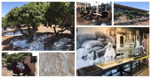 Μουσείο Μαστίχας Χίου: Ενα μοναδικό ταξίδι στο πολύτιμο προϊόν της Χίου (ΒΙΝΤΕΟ & ΦΩΤΟ)
