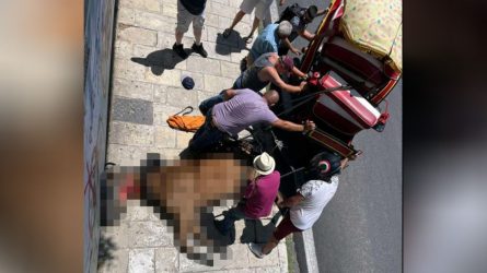 Κέρκυρα: Ελεύθερος ο ιδιοκτήτης του αλόγου που πέθανε εν ώρα… εργασίας