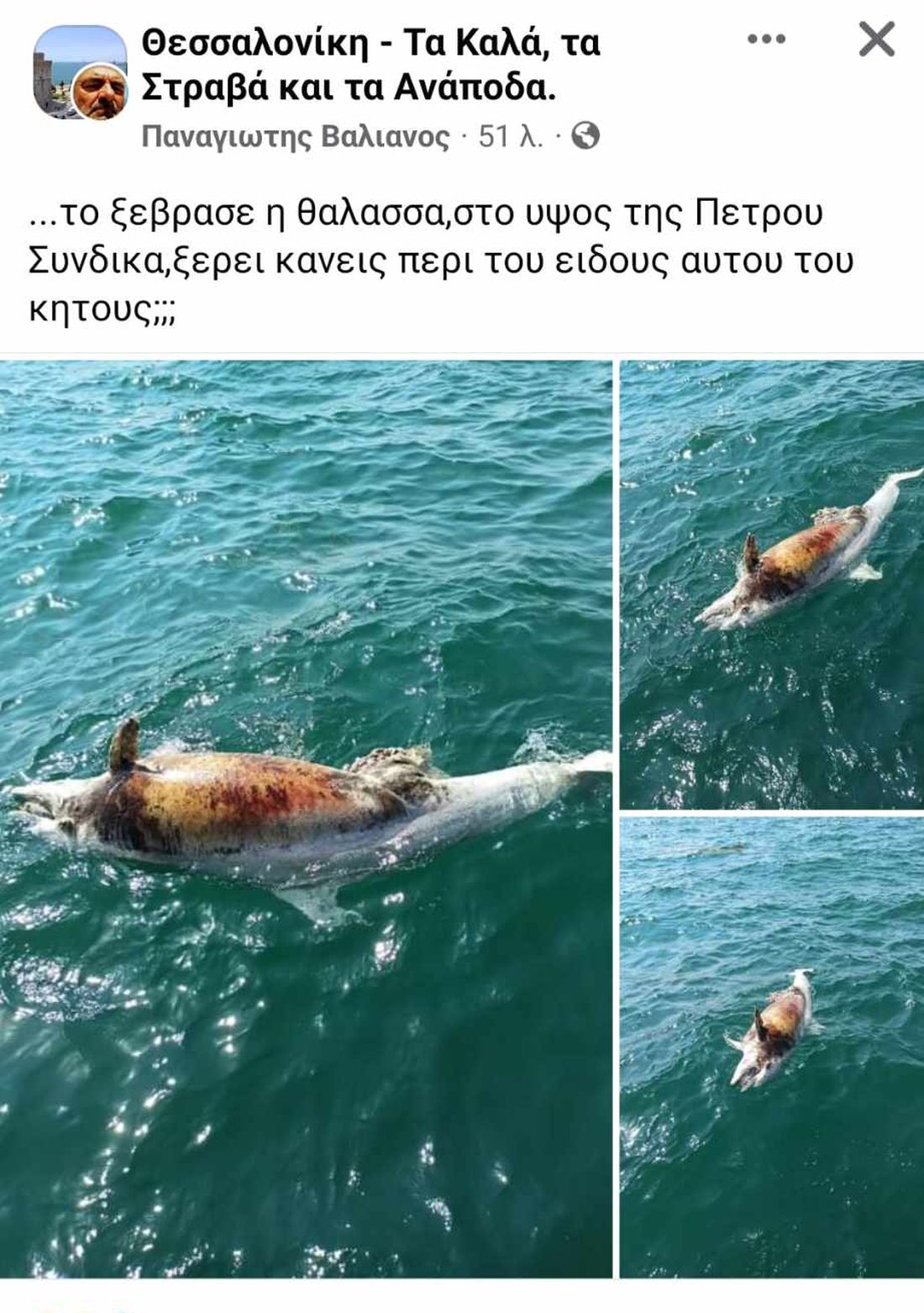 νεκρό δελφίνι Θερμαϊκός 