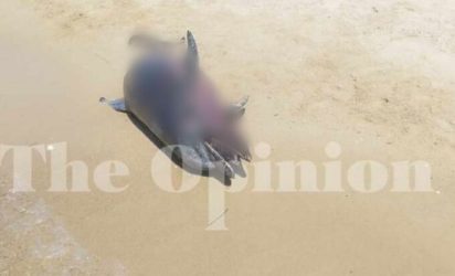 Θεσσαλονίκη: Νεκρό δελφίνι ξεβράστηκε στον Ποταμό Επανομής