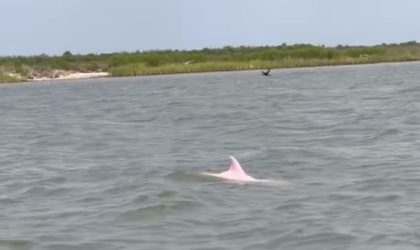ΗΠΑ: Σπάνιο ροζ δελφίνι εθεάθη ανοιχτά της Λουιζιάνα (ΒΙΝΤΕΟ)