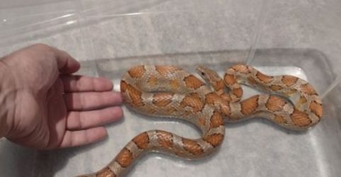 Φίδι βρέθηκε να κυκλοφορεί σε σπίτι στη δυτική Θεσσαλονίκη